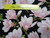 Magnolia Blooms Allover Coral/Black