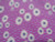 Summer Bloom Purple