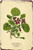 Violette Odorante Vintage Typography Metal Tin Sign Floral Plant Poster for Room Decoration