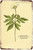 Anemone Nemorosa Vintage Typography Metal Tin Sign Floral Plant Poster for Farmhouse Wall Décor