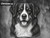 Print Your Dog Photo To Artistic Dog Print Tin Sign Poster | Memorable Art Piece | Custom Tin Sign Dog Artwork | Personalised Tin Sign Plate