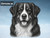 Print Your Dog Photo To Artistic Dog Print Tin Sign Poster | Memorable Art Piece | Custom Tin Sign Dog Artwork | Personalised Tin Sign Plate