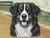 Print Your Dog Photo To Artistic Dog Print Tin Sign Poster | Memorable Art Piece | Custom Tin Sign Dog Artwork | Personalised Tin Sign Plate