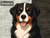 Print Your Dog Photo To Artistic Dog Print Tin Sign Poster | Memorable Art Piece | Custom Tin Sign Dog Artwork | Personalised Tin Sign Plate