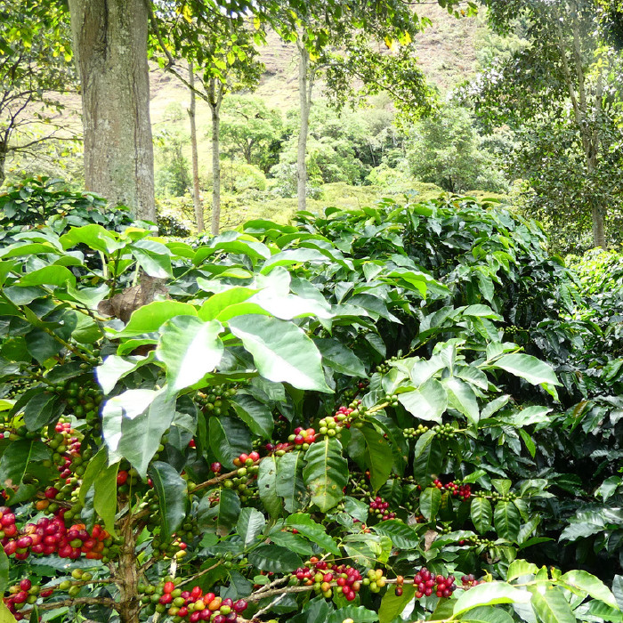 Colombia Inza Single Origin Coffee Beans in 250g Bag Size at