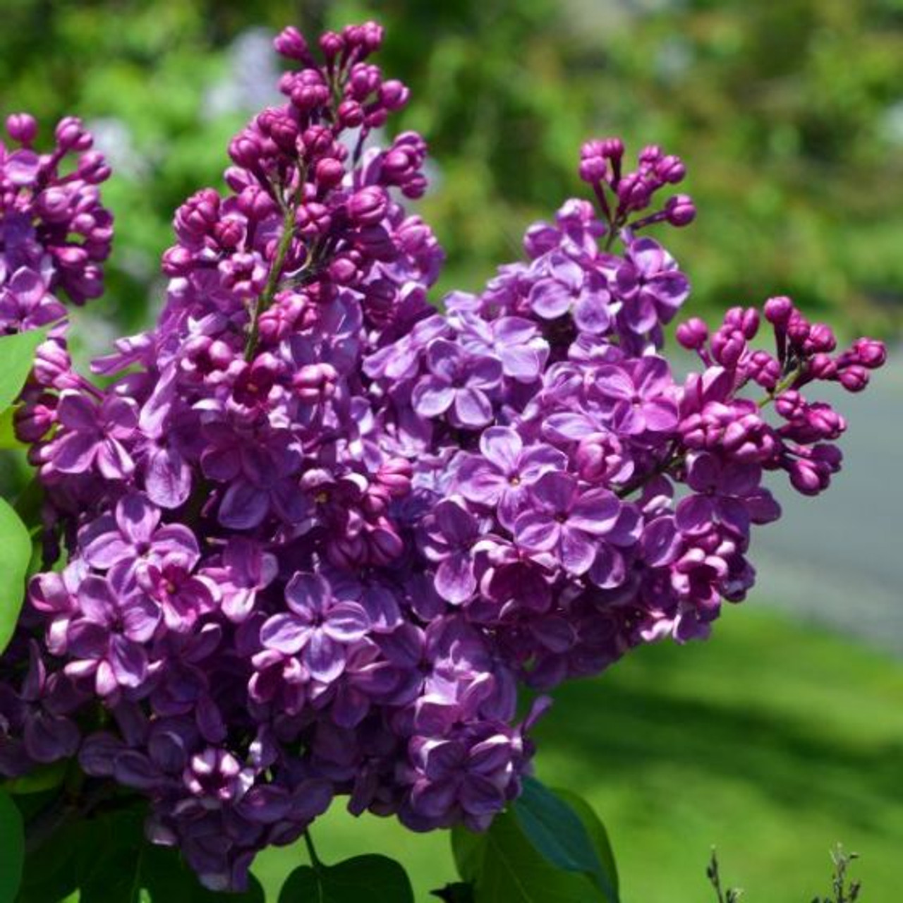 Common Purple Lilac