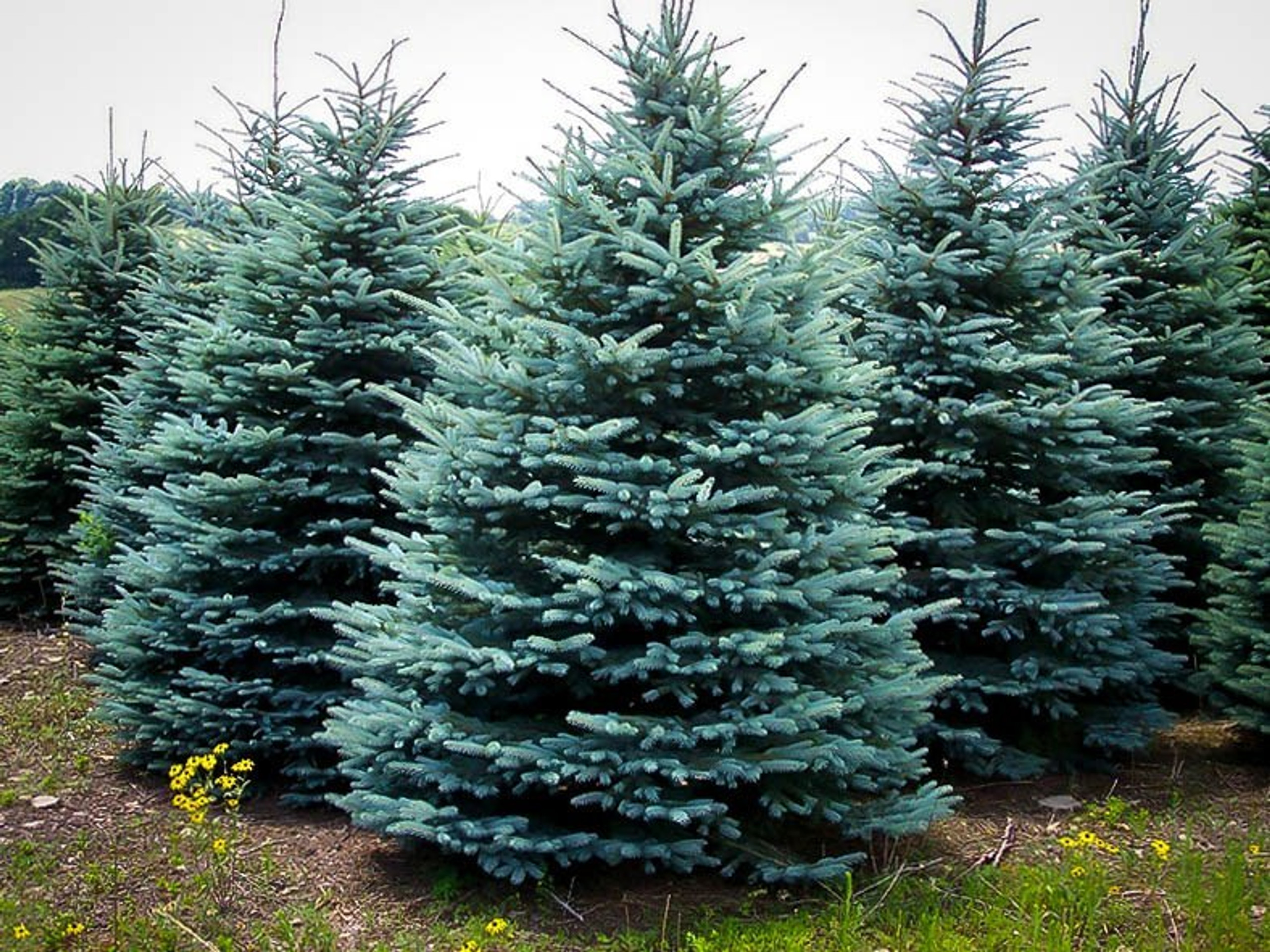 Spruce Baby Blue 10 Trinity Greenhouse   Baby Blue Spruce 1  89623.1586972372 