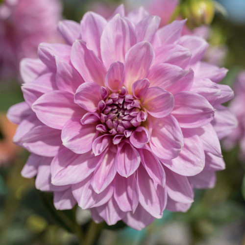 Dahlia Lavender Perfection