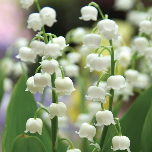 Convallaria Lily of the Valley