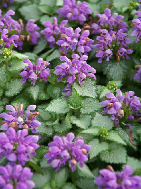 Lamium Orchid Frost