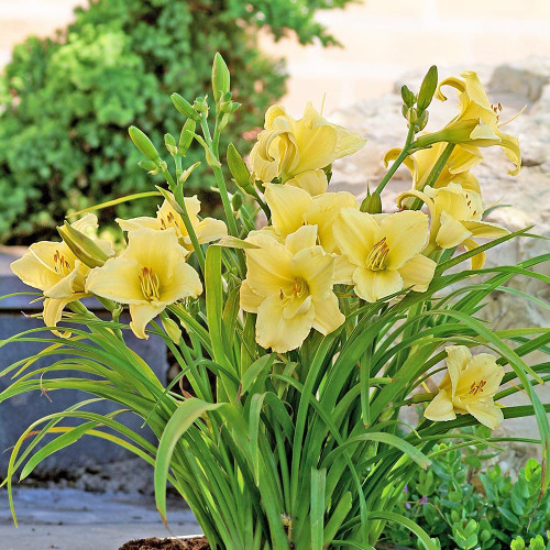 Hemerocallis Fragrant Returns