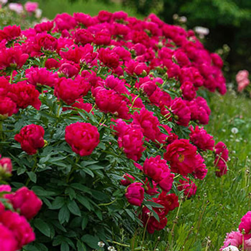 Peony Red Sarah Bernhardt