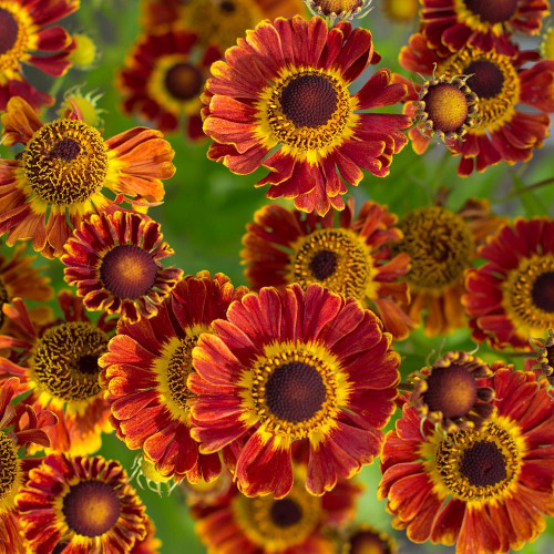 Helenium "Mariachi Fuego"