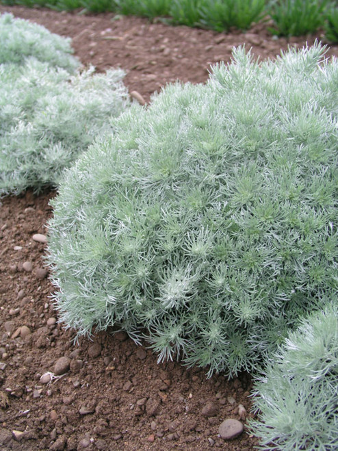 Artemisia Silver Mound