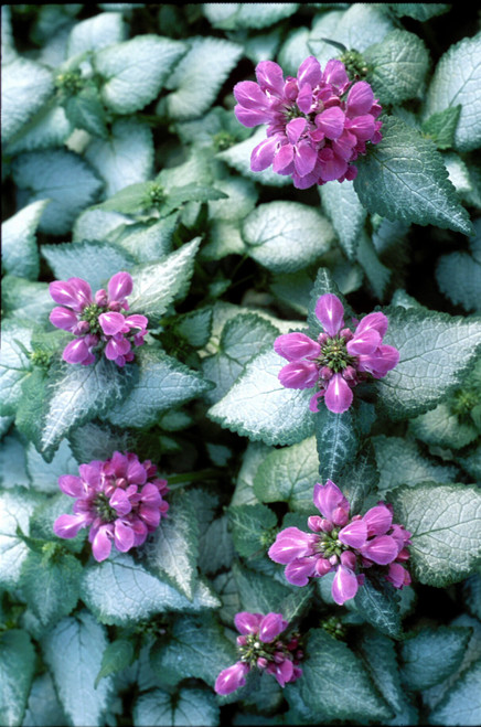 Lamium Purple Dragon