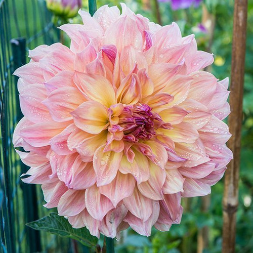 Dahlia Papageno