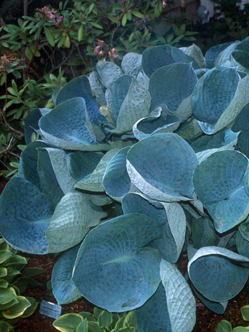 Hosta Abiqua Drinking Gourd