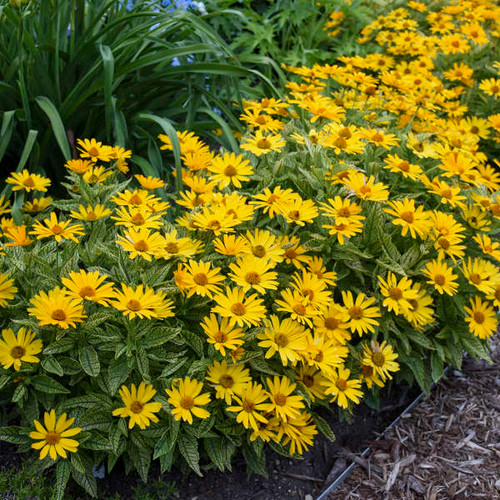 Heliopsis Helianthoides