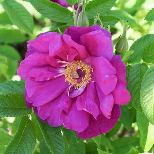 Rosa Purple Pavement