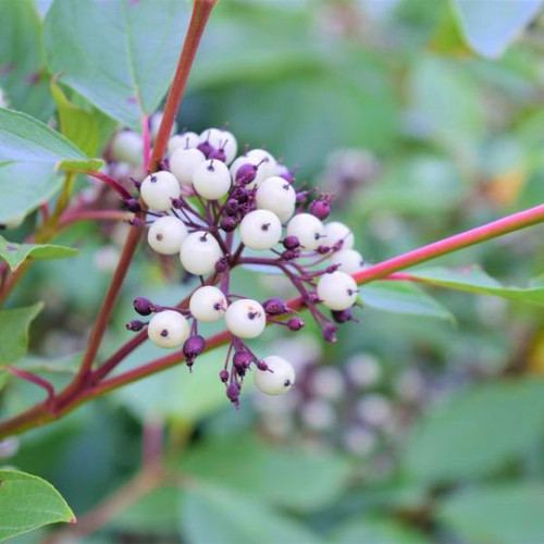 Dogwood Cardinal Red