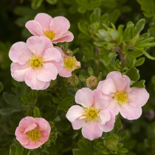 Potentilla Pink Beauty