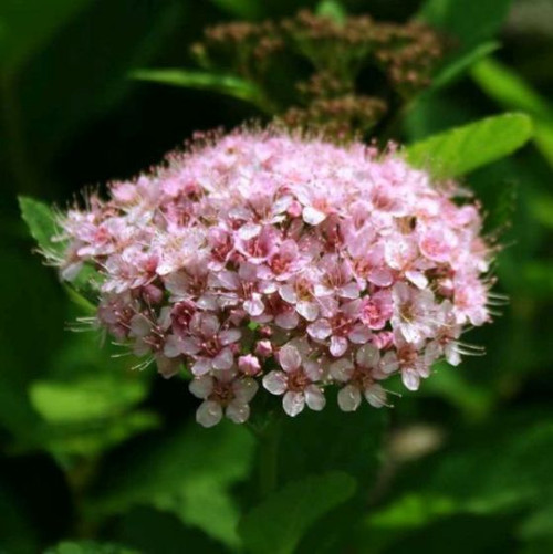 Spirea Birchleaf Pink Sparkler