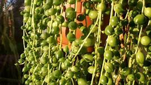 String of Pearls Succulent