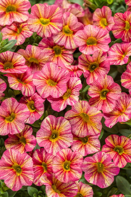 Calibrachoa Superbells Tropical Sunrise