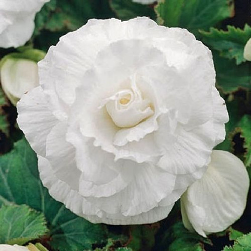 Begonia Roseform White