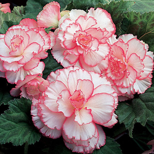 Begonia Picotte Petticoat