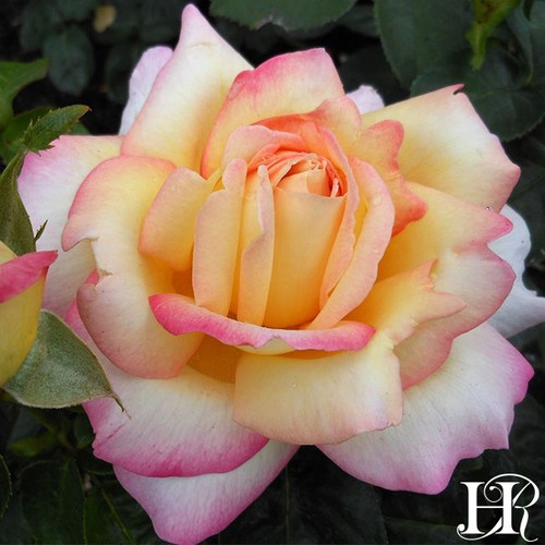 Rose Peace C1200