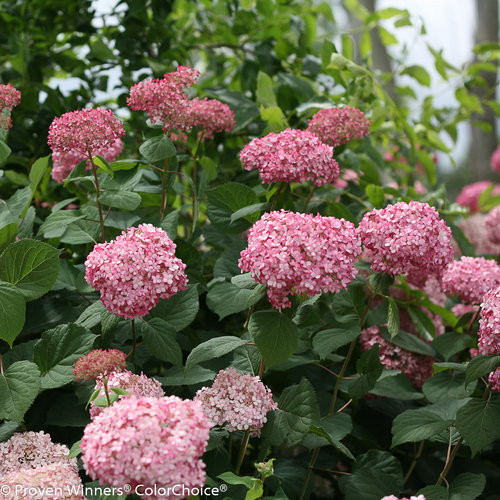 Hydrangea Invincibelle Spirit II