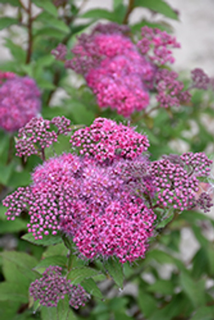 Spirea Superstar