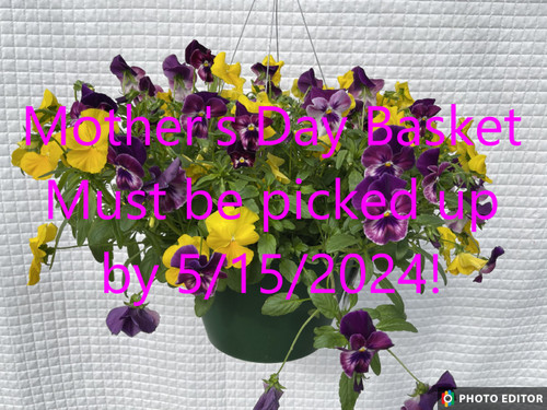 Pansy Cool Wave Golden/Raspberry Hanging Basket **MOTHER'S DAY RELEASE**