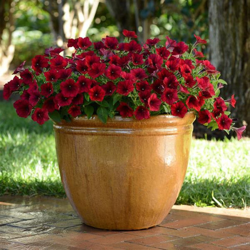Wave Petunia Red Velour Hanging Basket **MOTHER'S DAY RELEASE**