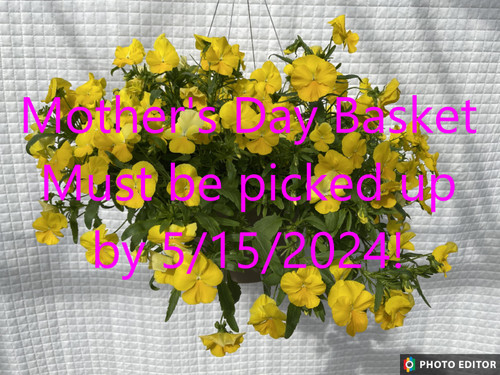 Pansy Cool Wave Golden Hanging Basket **MOTHER'S DAY RELEASE**