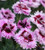 Dianthus Everlast Lilac + Eye