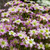 Saxifraga Touran Pink