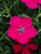 Dianthus Zing Rose Maiden Pink