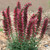 Echium Amoenum Red Feathers