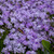 Phlox Emerald Blue