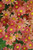 Chrysanthemum "Mammoth Coral Daisy"