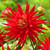 Dahlia Karma Corona Red