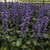 Ajuga Catlin's Giant