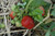 Strawberries - Bareroot Cavendish 20/bundle