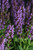 Salvia "Lyrical Silvertone"