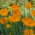 Trollius "Golden Queen"