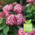 Hydrangea Invincibelle Ruby