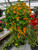 Nasturtium Jewel Mix Hanging Basket