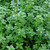 Thyme French